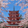 忠霊塔を桜が囲んで。