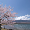 山中湖にも桜来た～。