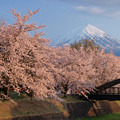 Photos: 西日に桜映え。