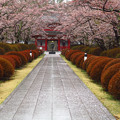 山門への桜の並木。