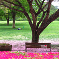 Photos: 八重桜風に吹かれて散りぬるを。