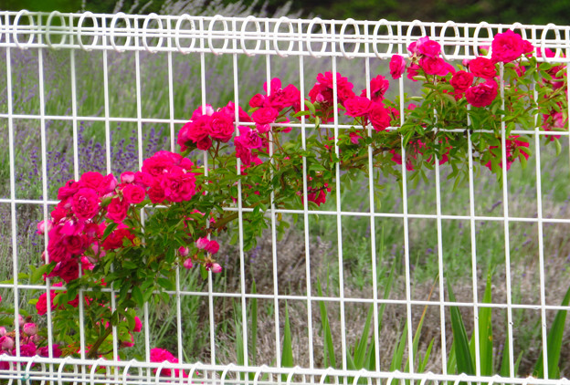 フェンスを這い咲くバラの花。