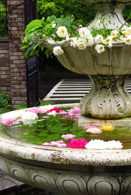 Photos: 噴水のバラのエントランス。
