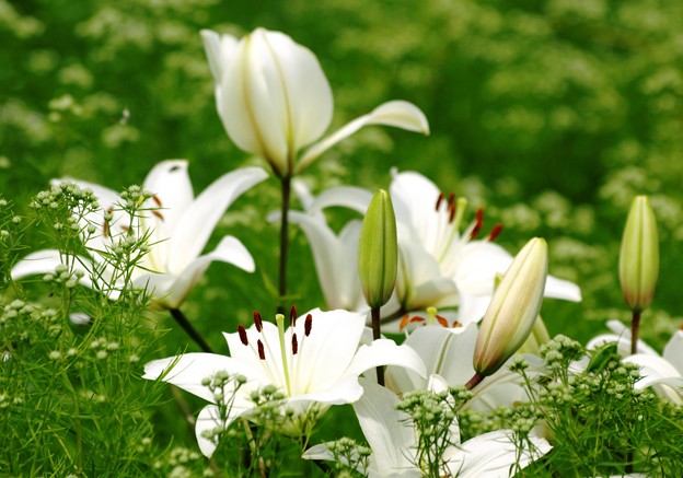 Photos: 白百合咲くを知る。