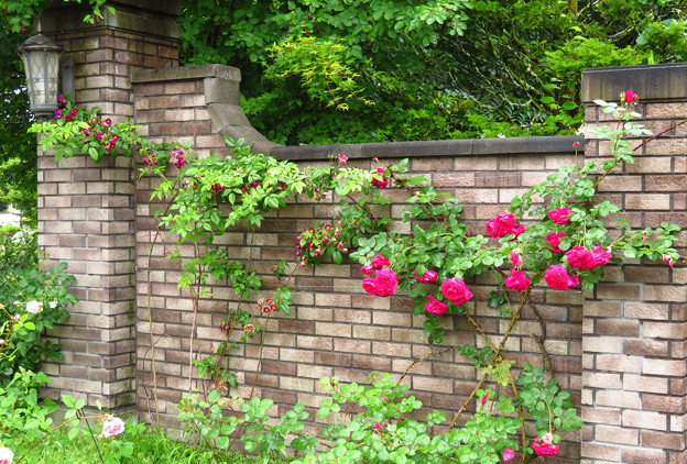 Photos: 煉瓦塀に薔薇が伸びゆく。
