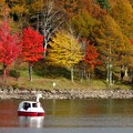 対岸の紅葉とスワンボート。