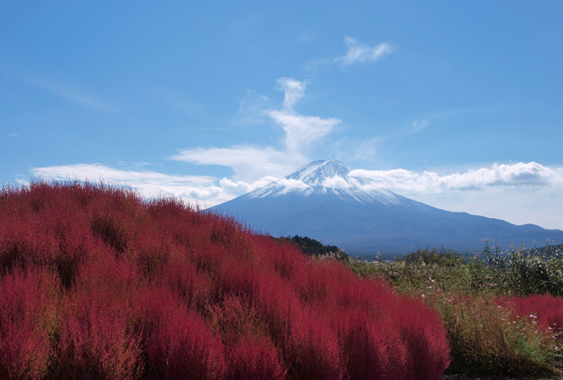 Photos: コキア山と富士山と。