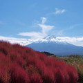 Photos: コキア山と富士山と。