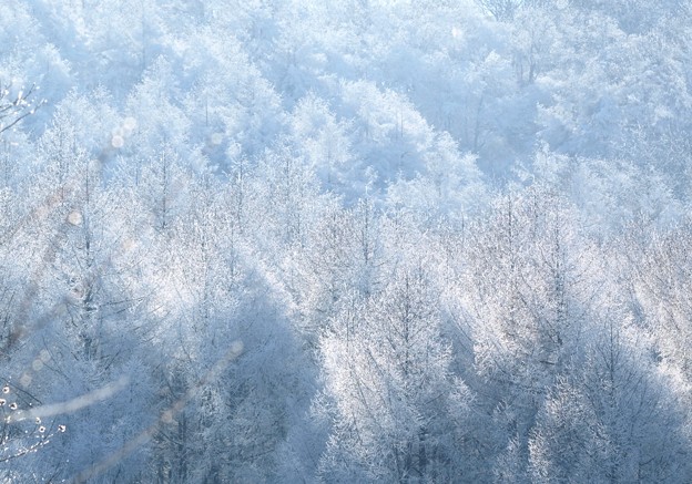 冬の陽射しに光る森。