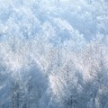 Photos: 冬の陽射しに光る森。