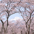 桜山は満満開日。