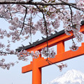 Photos: 鳥居を飾る桜花。