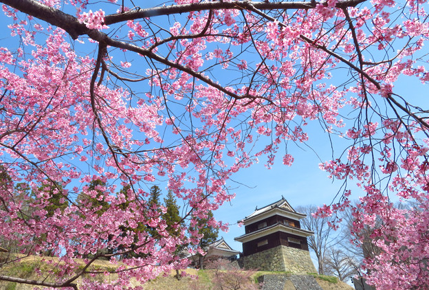 櫓も桜に囲まれて。