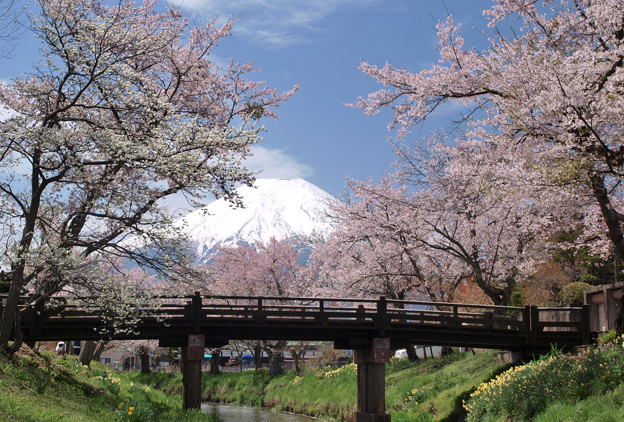 桜が囲む八海橋。