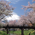 桜が囲む八海橋。