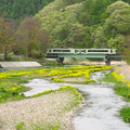 黄花の咲く川を渡る。