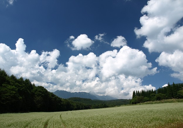 そば畑と名残の夏雲。
