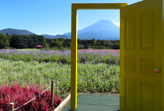 オープンドアで花畑。