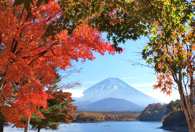 Photos: 精進湖の額縁紅葉。