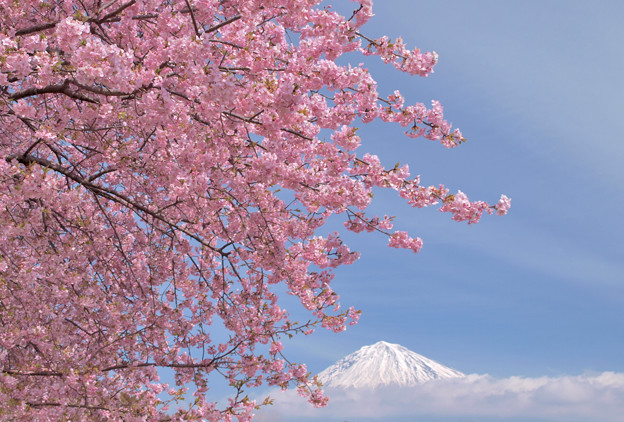 満開に早咲き桜。