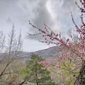 Photos: 裏山とピーチの木♪