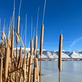 Reed, Bulrush, Cattail, きりたんぽ…？