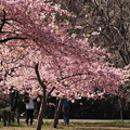 桜の下