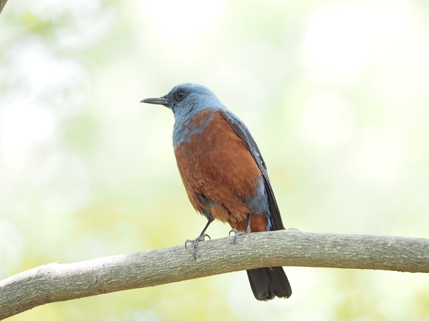 Photos: 幸せの青い鳥