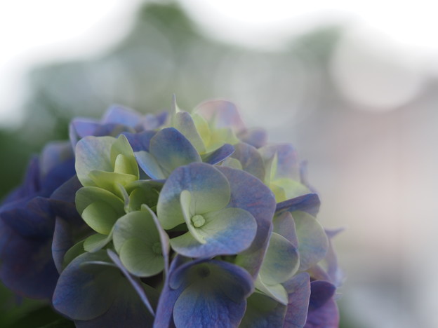 Photos: 紫陽花と玉ボケ