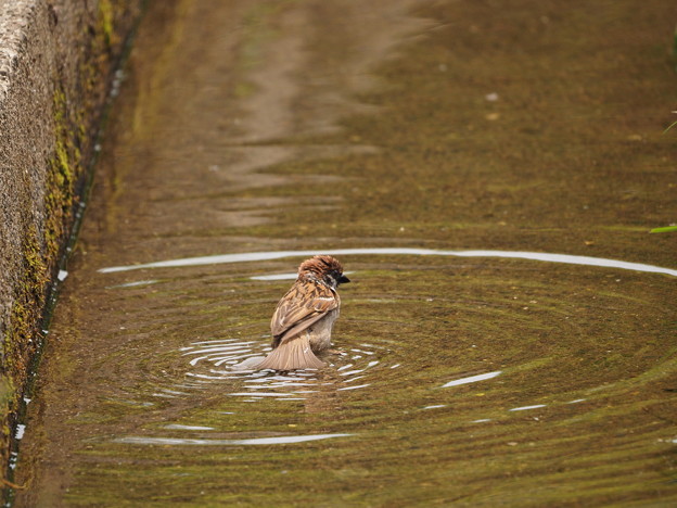 雀の水浴び
