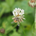 Photos: シロツメグサとミツバチ