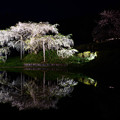 中島の地蔵桜２