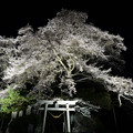 新殿神社の岩桜