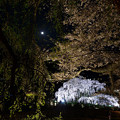 三春滝桜１