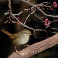Photos: 梅に鶯