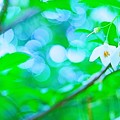 Photos: 白い小さな花