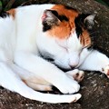 Photos: 眠り猫