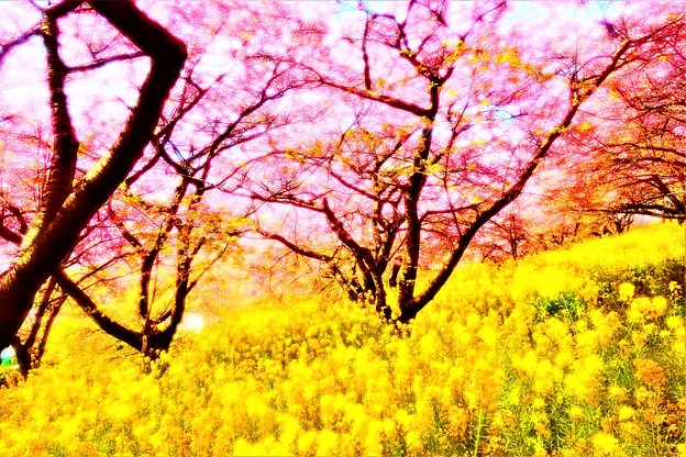 Photos: 桜と菜の花