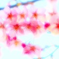 Photos: 早咲き