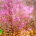 Photos: 精霊の宿る桜