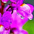 雨の日のお花