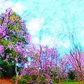 百本桜