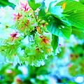 Photos: 緑色の桜