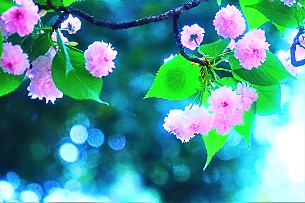 Photos: 丸い可愛い桜達