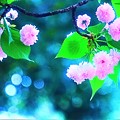 丸い可愛い桜達