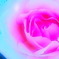 Photos: The Rose