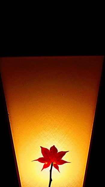 楓ランプ