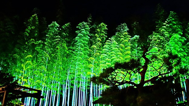 竹林ライトアップ