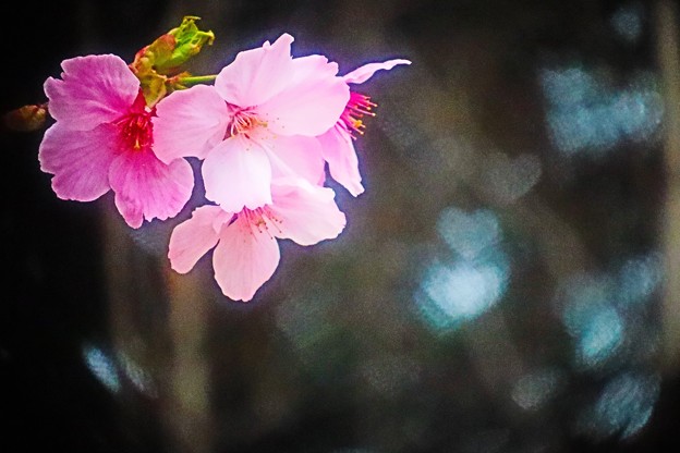 ハートの中の桜