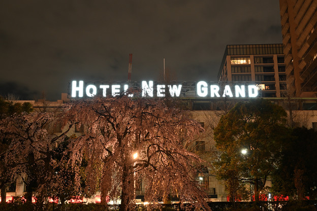ホテルニューグランドと枝垂れ桜